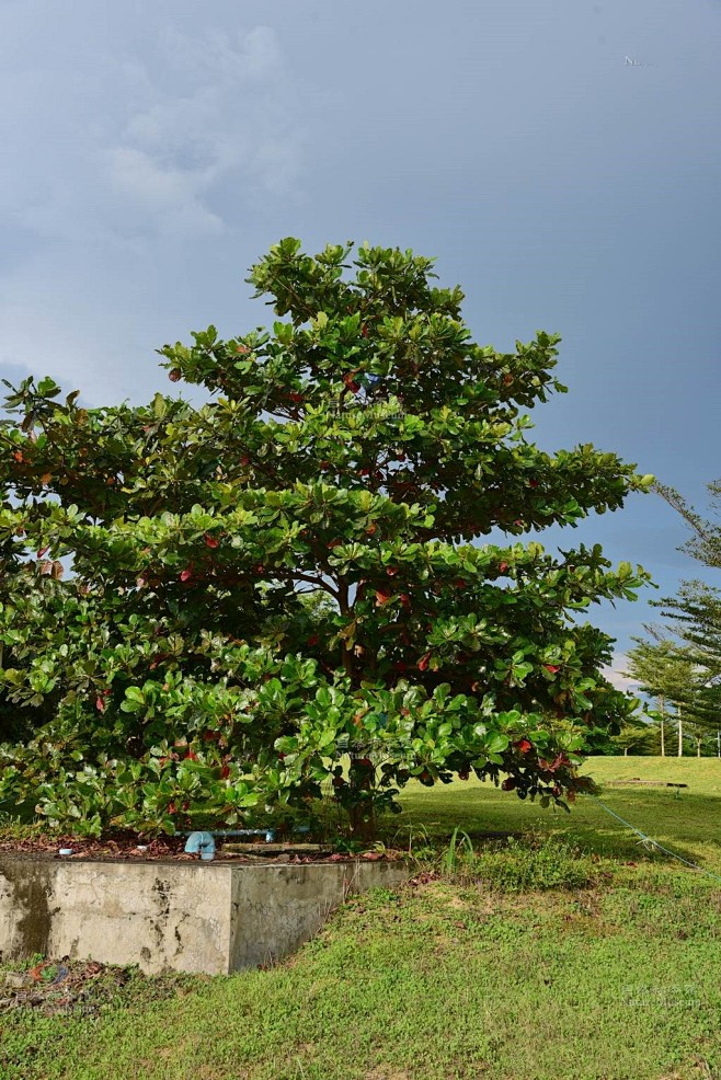 大叶榄仁，热带树种 榄仁树与同属树种小叶榄仁（Terminalia neotaliala Capuron）和卵果榄仁（Terminalia ...