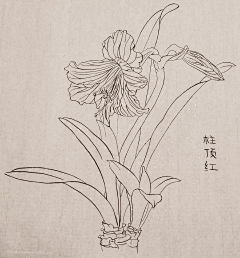 梅花小弄采集到白描花卉-百合 萱草花 鸢尾花 柱顶红