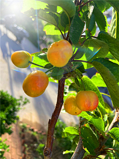 白熊公子采集到植物