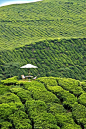 Tea for Two at the tea plantation in Cameron Highlands, Malaysia