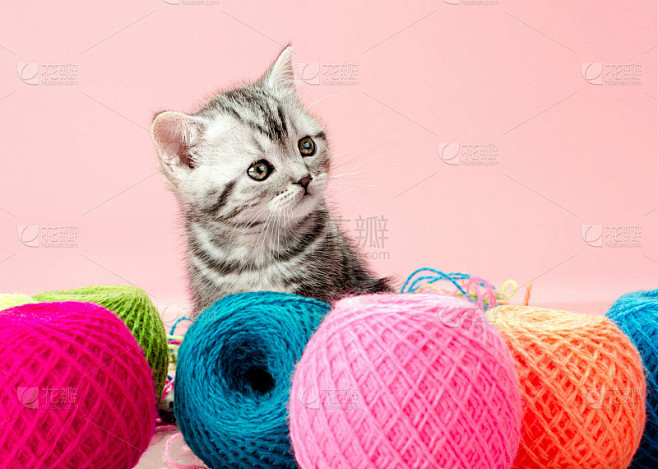 小猫