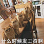 猫咪搞笑表情包