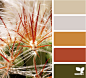 CactusColor_1