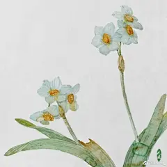 水彩--水仙花 - 高清图片，堆糖，美图壁纸兴趣社区
