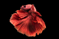Red Halfmoon Betta Fish