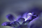 Canon EOS 550D
EF100mm f/2.8L Macro IS USM
100mm/ƒ/3.2/1/20s/ISO 200