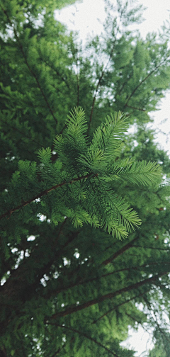 沐鳕采集到◆花草、树木素材◆