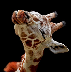 骑着猪的驴打滚采集到giraffe