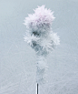 tokujin yoshioka crystallizes swan lake and rose