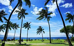 蓝天白云下的椰子林摄影背景桌面壁纸图片素材