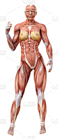 3D插图女性数字与肌肉地图上的白色