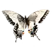碟碟其
