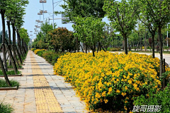 嗨皮兔采集到C 植物示意图