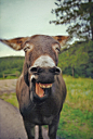 Photograph Laughing Donkey by Jackson Carson on 500px