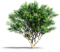 Tree 3 (11)