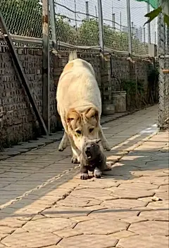 最近网上有一只表情包狗砸走红了。其实它是一只来自越南的小可爱，在当地也有很多粉丝！来评论里分享一下它的表情包吧！ ​​​​