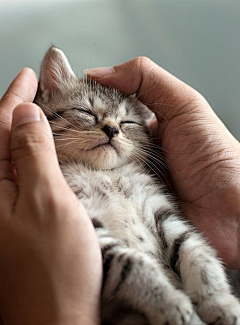 青云慕鸟飞采集到猫猫