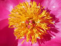 牡丹 美丽的花朵 花卉背景 开花 雄蕊 粉色的 花壁纸 花 花瓣