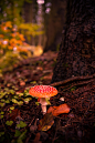 orange and white mushroom under brown tree in close up photography photo – Free Mushroom Image on Unsplash