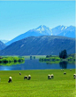 皮尔森湖·新西兰南岛： 我要去，一个很远很远的地方，撒一片农田，盖一间房，和爱人一起放牛牧羊。应该就是这了！
