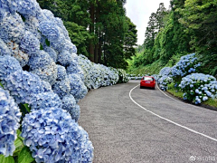journey_wawa采集到花房