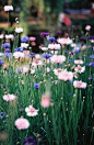 Gorgeous flowers growing wild