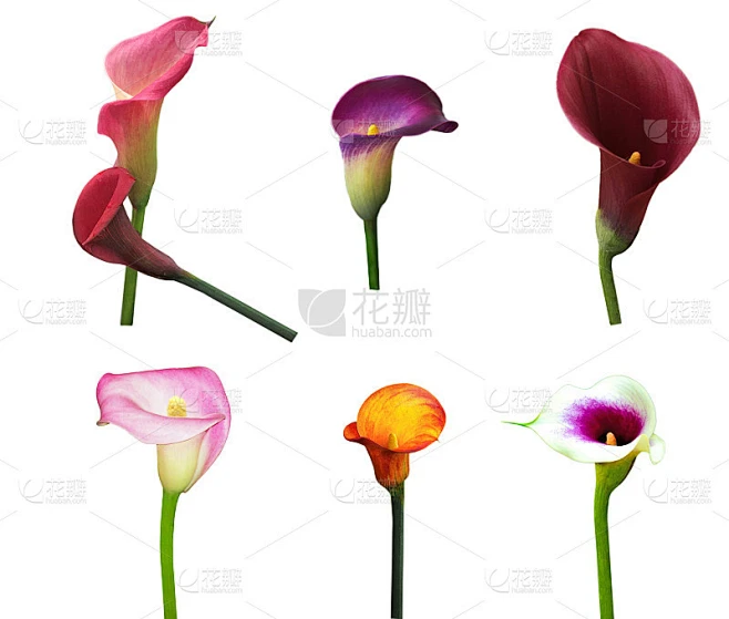 各种马蹄莲和百合花