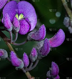 美丽的哈登贝西亚康普顿亚纳葡萄的特写