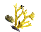 珊瑚海底