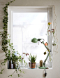 用多种不同的鲜花和绿植代替窗帘。宜家有你需要的花瓶，如 VILJESTARK 维利斯塔 等。这扇窗户用绿植当作绿色背景，并用花卉装点。