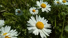 雏菊高清摄影素材