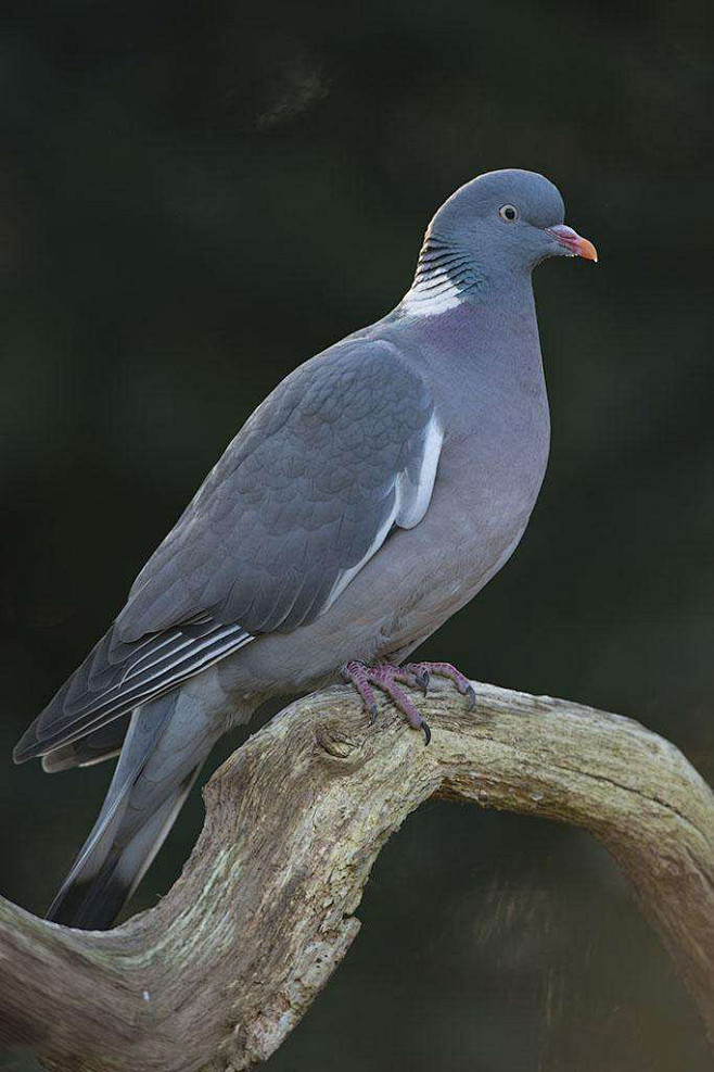 鸽形目鸽鸠科鸽属斑尾林鸽