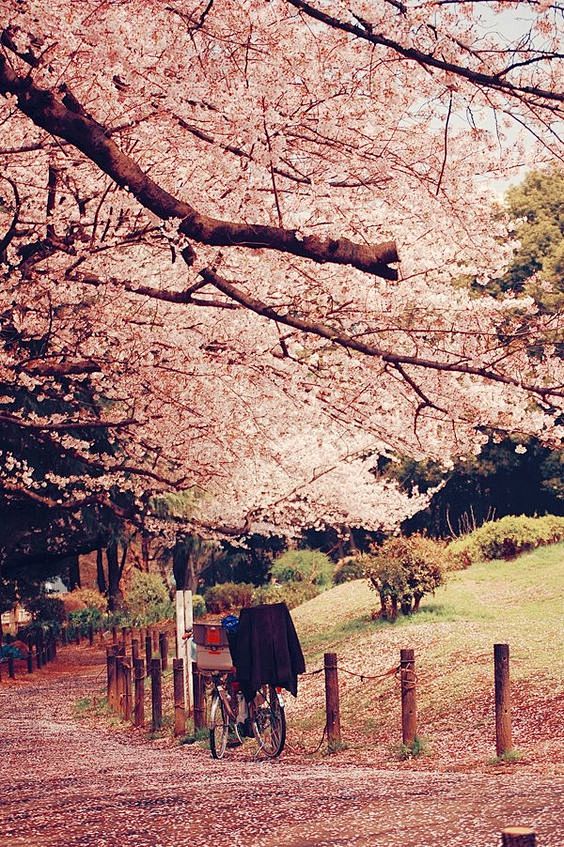 Sakura, pink, cherry...