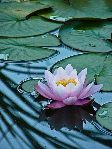 
水乡清楚。
襟袖销袢暑，绰约藕花初过雨...