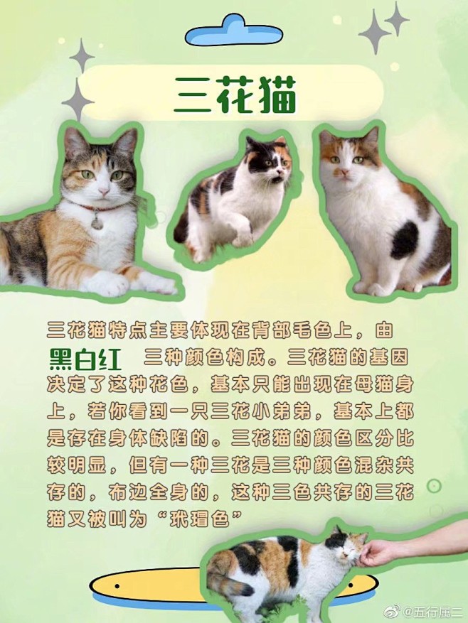 中华田园猫科普