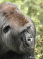 Gorilla-大猩猩 #采集大赛#