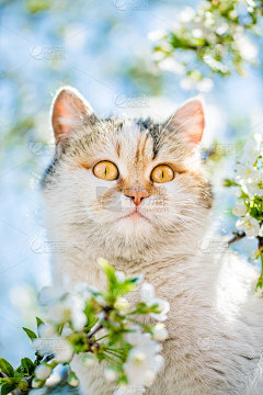 有趣的红猫在一个盛开的春天花园的背景