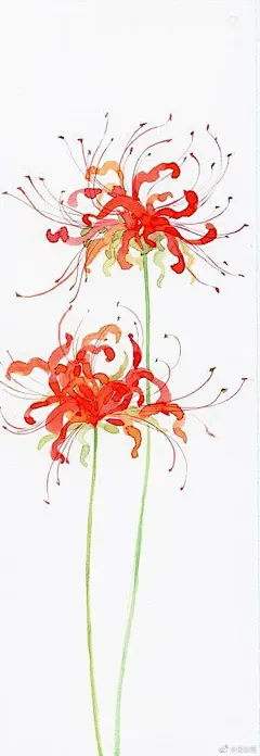 彼岸花、曼珠沙华素材 画古风怎么能少了它？~#古风绘画#  #绘画素材#  #东京食种# ​​​​ 