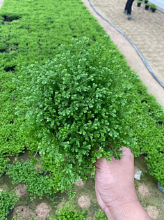 植物集-花瓣网|陪你做生活的设计师 | 百子莲