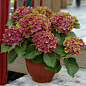 Pistachio_Hydrangea_Shrub_Flowering_in_a_Planter__60706.1579315228.jpg (500×500)