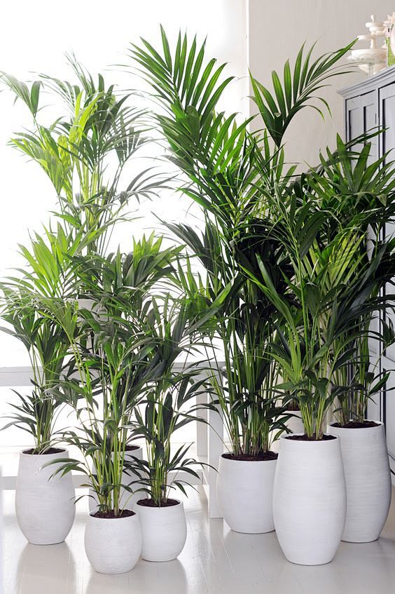 Kentia plant