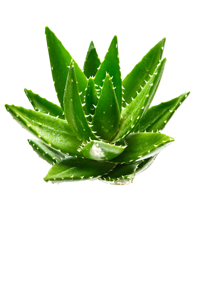 芦荟