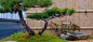 翠湖嘉苑-屋顶花园设计-花园设计案例