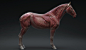 Equine ecorche - 3dscan store, Gael Kerchenbaum : Hi everyone,

I'm really proud and happy to share this equine / clydesdale ecorche I made for 3dscanstore. 
The model is now available for everyone to purchase on their website: https://www.3dscanstore.com