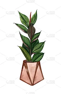 水彩植物插图。盆栽室内植物的。在白色背景上孤立的盆栽榕树。放荡不羁的植物。
