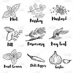 白色背景上孤立的香料和香草插图集