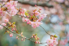 [̲̅V̲̅I̲̅P̅]м゛餹餹采集到花朵