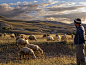 Shepherd tending his flock by Arif Unsal on 500px