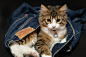 Cat in jeans