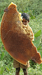 Massive chunk of wild honeycomb!